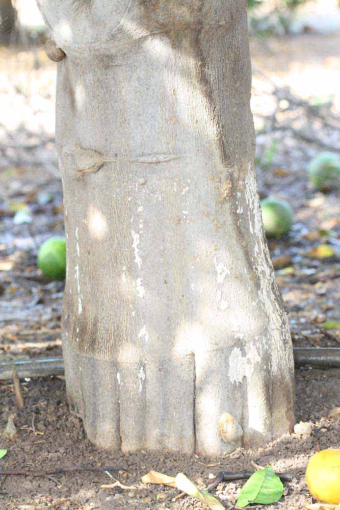            Bark (Riverside, CA)   